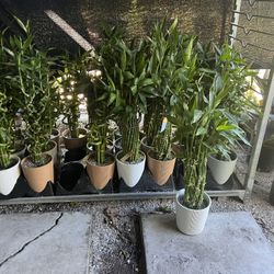 Lucky Bamboo In Ceramic Pot. SPECIAL PRICE 🤩