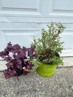 Free Perennials