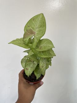 Syngonium Pink Splash