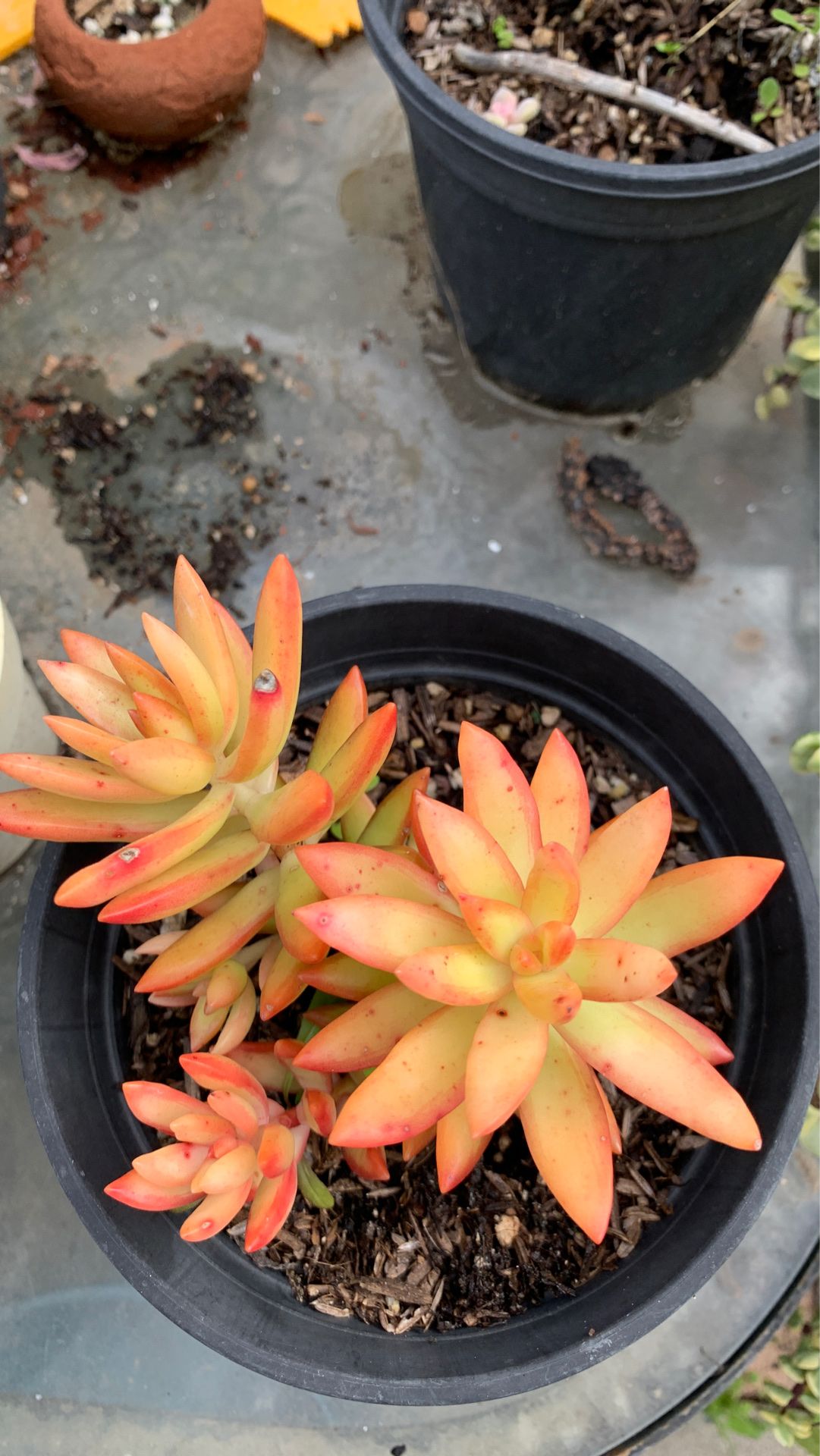 Firestorm succulent