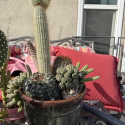 Succulents arrangement.  Beautiful pot