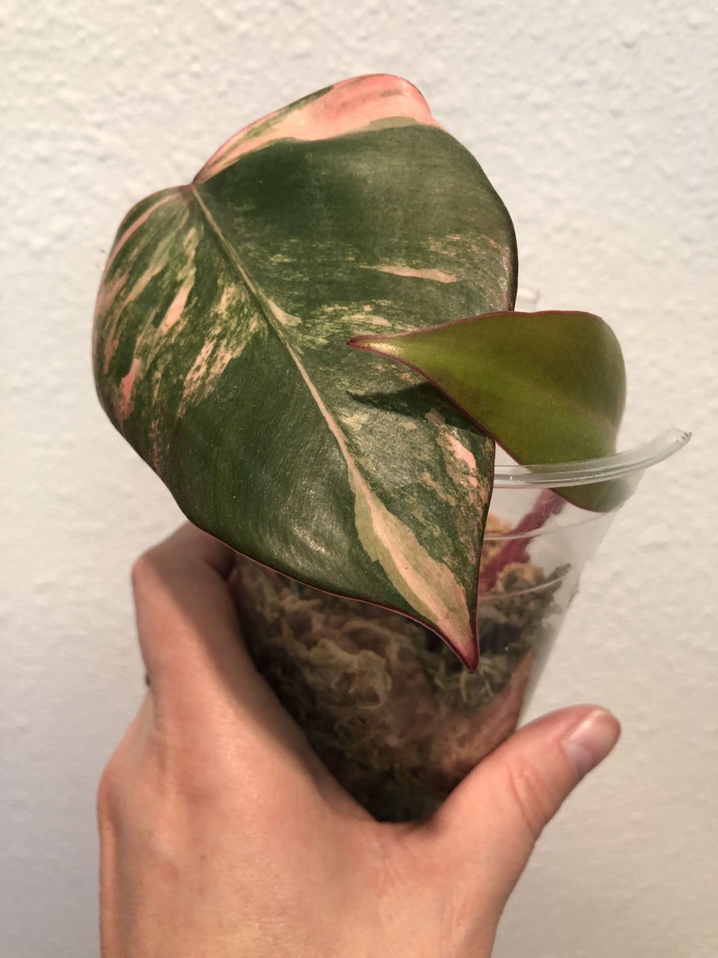 Strawberry Shake Philodendron