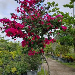 Large bougainvillea tree $450🌺