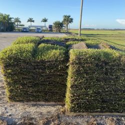 Fresh St Augustine Sod Special! 