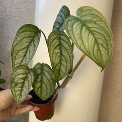 Monstera Siltipecana El SALVADOR plant 