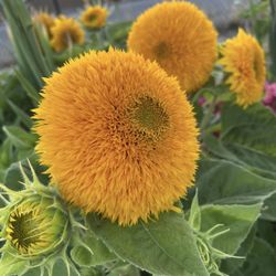Teddy Bear Sunflower Seeds