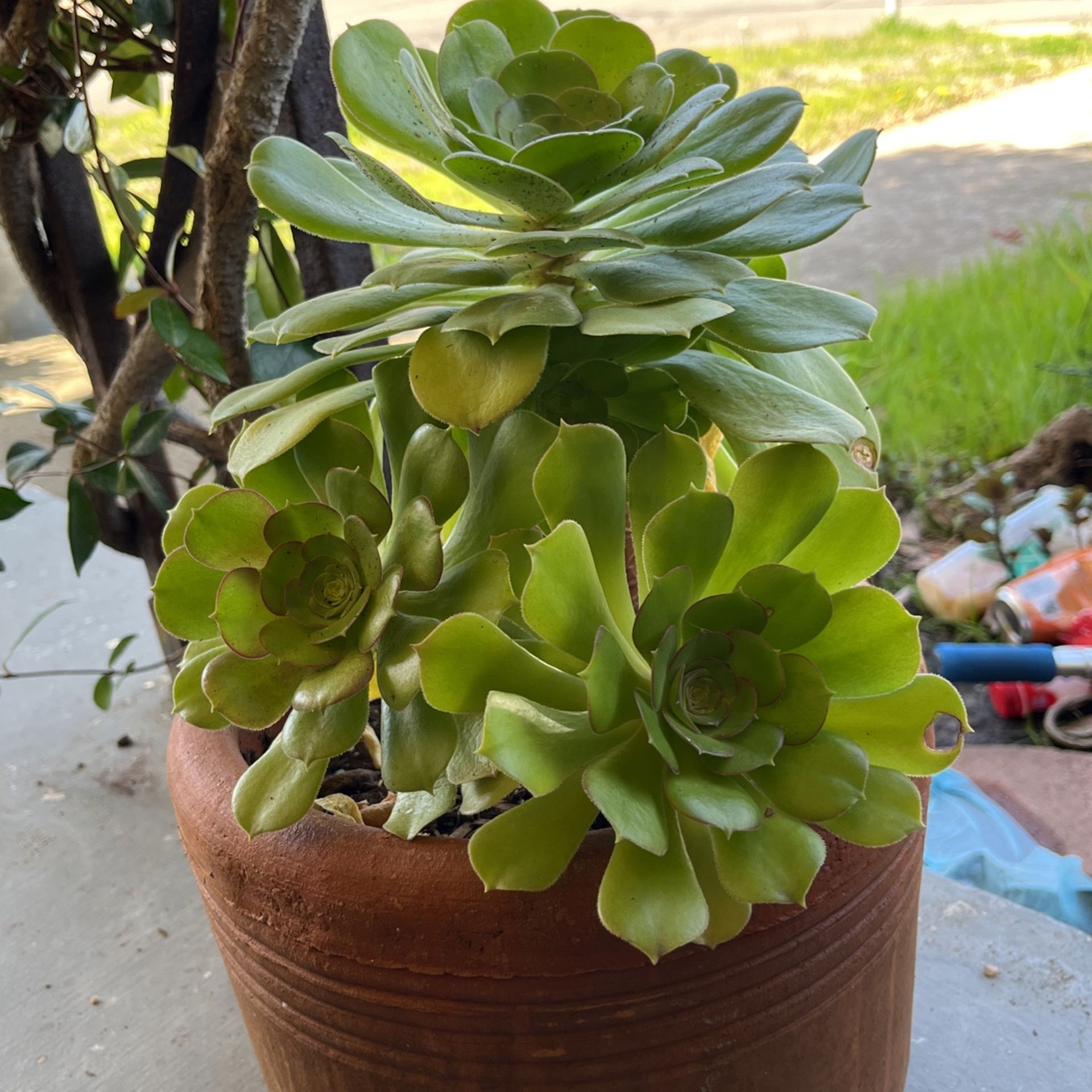 Succulent In Terracota Pot 