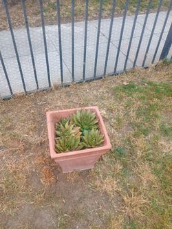 Plants