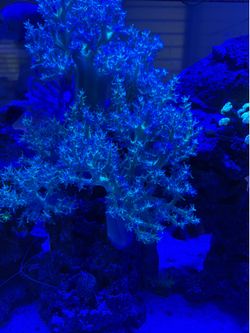 Coral decoration