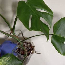 Variegated Monstera Aurea Plant
