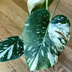 Rare Constellation Monstera Plant / Spring Sale / Free Delivery Available 