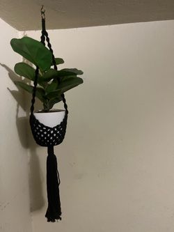 Ceiling Plant