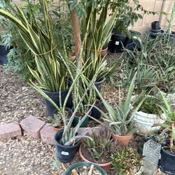 Laurentii Sansevieria  