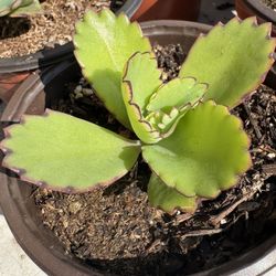 Succulents Plants 4”pot