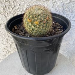 1 Gallon Pot Cactus Plant- Parodia Scopa - Silver Ball Cactus - Live Cacti - Rooted and Established - Drought Resistant - 🌵