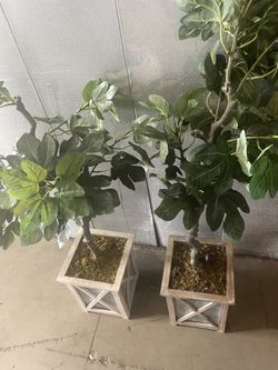 Two Faux Fig Trees 