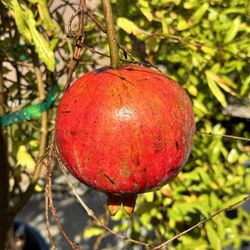 Wonderful Pomegranates Fruit Tree - are a particularly sweet and delicious fruit The Wonderful pomegranate is the most popular and widely planted t