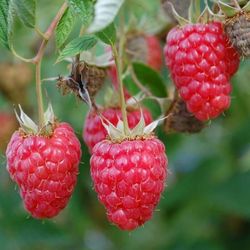 Rasberry plants