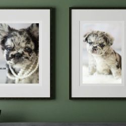 Art Fluffy Frenchie Frame 