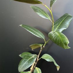 HERMOSAS PLANTAS NATURALES “RUBBER PLANT 