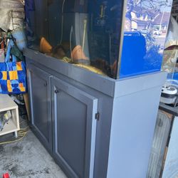 Fish Tank 