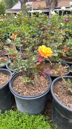 Multicolor rose