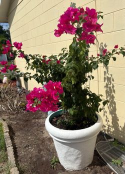 Bougainvillea 5 feet many flowers with Vase