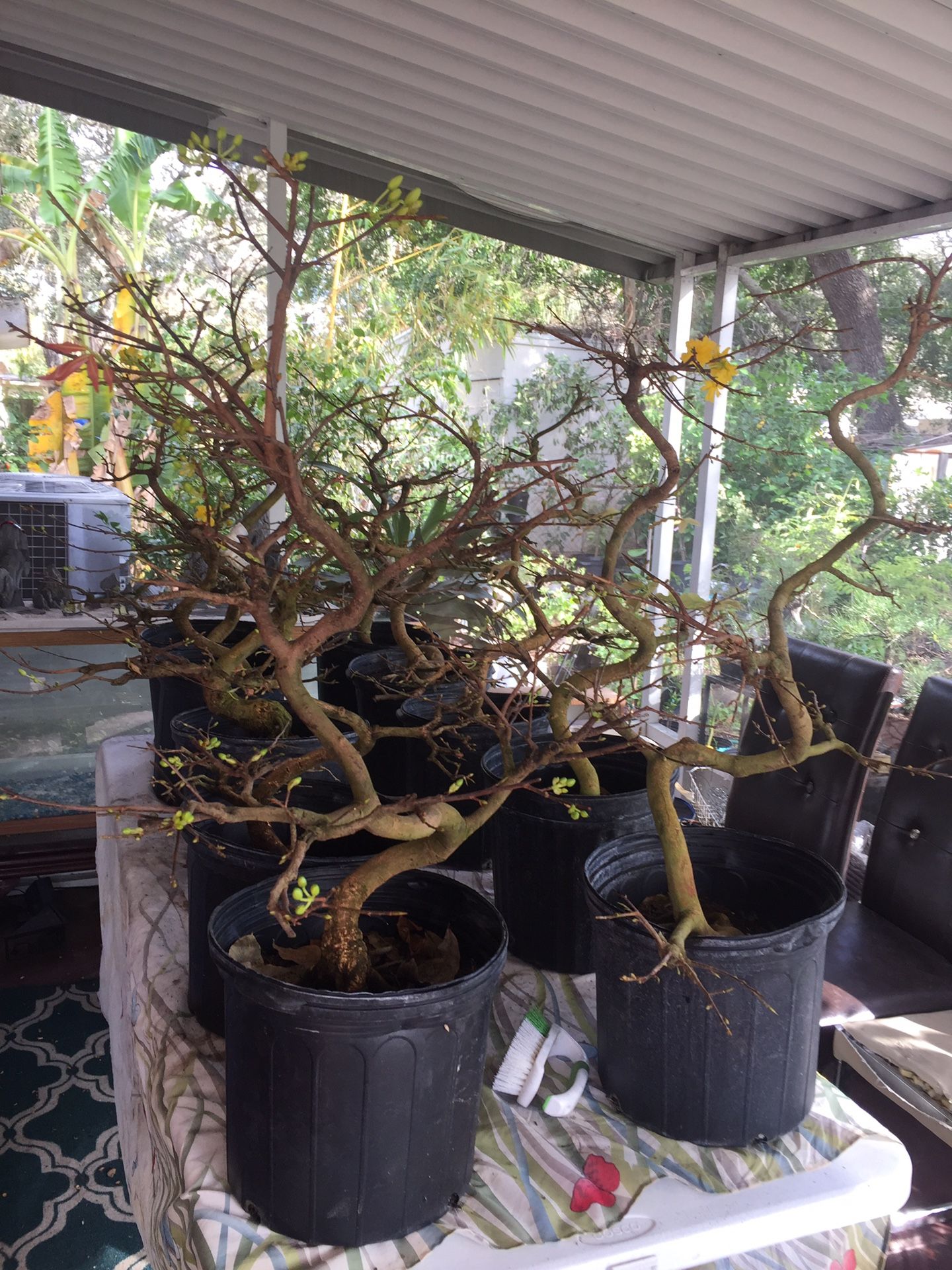 Mai Vàng (Ochna integerrima) Vietnam bonsai for Sale in Saint