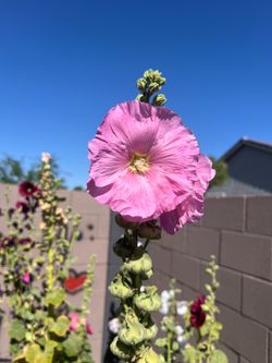 Hollyhock seeds for sale