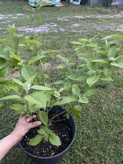 Beauty Berry Bush