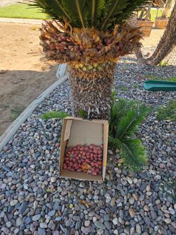 Sego palm pods