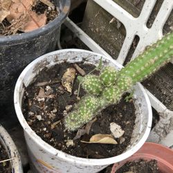 Cactus