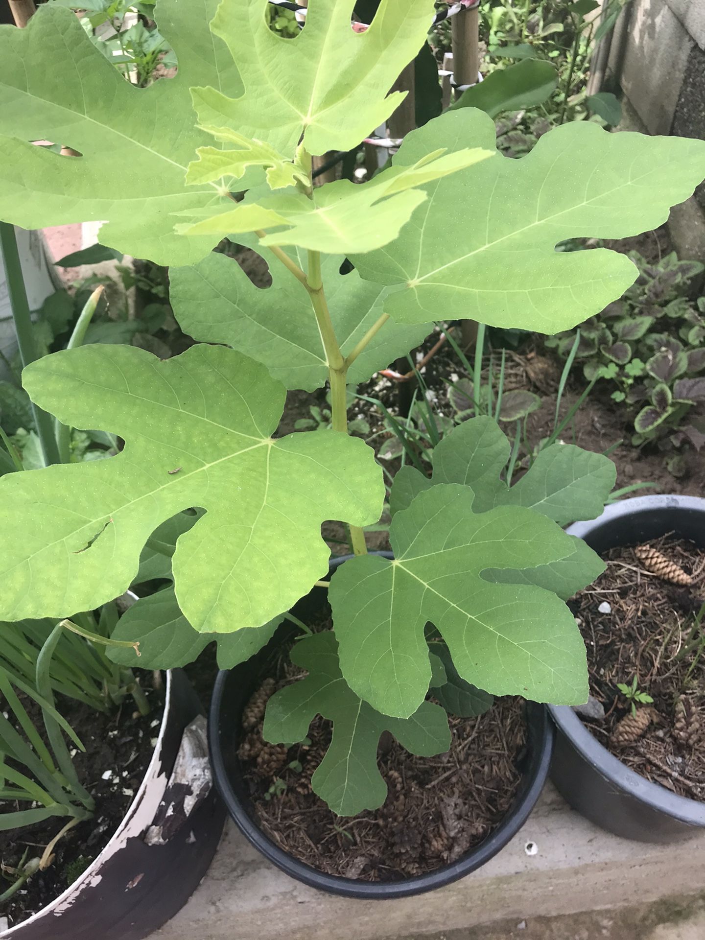 Fig Tree 