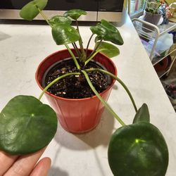 Pilea Peperomioides, Chinese Money Plant, Old Pile
