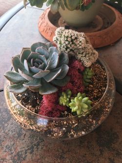 Succulent Terranium