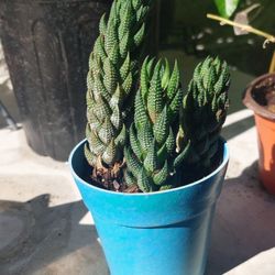 Haworthia reinwardtii Plants In 2 In. Pot