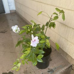 Pandorea Jasminoides Or Bower Plant 