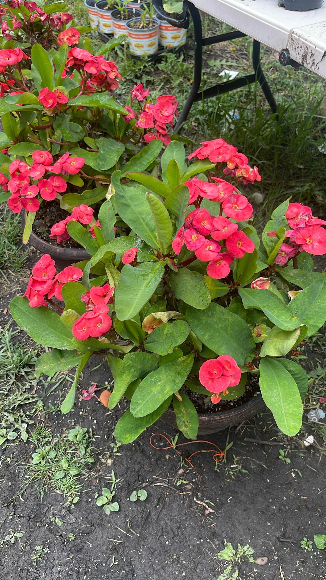 Corona De Cristo Flor Grande 