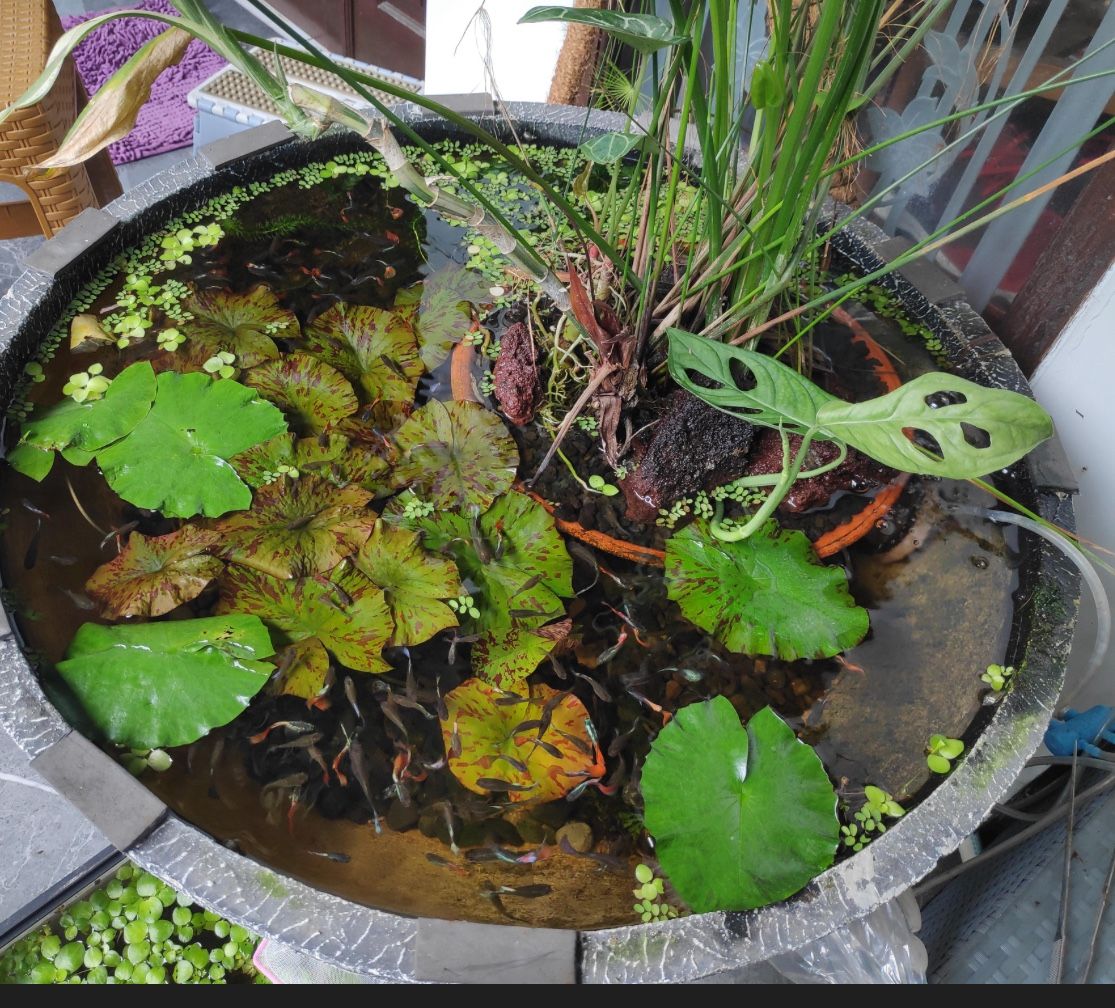 Looking To Added Aquarium, Accessories To My Pond