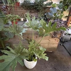 Huge Leaf Philodendron Hope; Indoor/outdoor Now$79/was$119 Exact Plant  /price Firm 95820. White Ceramic Pot Not Included