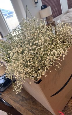 Baby’s Breath 