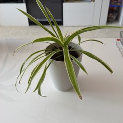 Indoor Spider Plant 