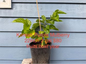 Korean Purple mulberry tree