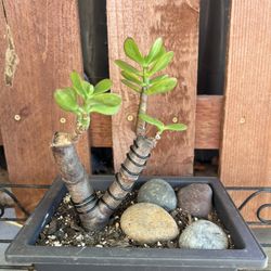 Jade Bonsai
