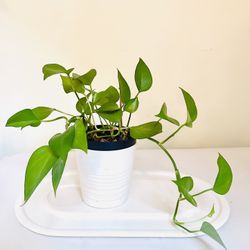 Pothos 
