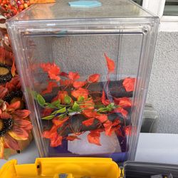 Crested Gecko Enclosure