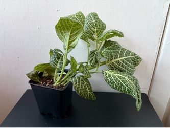 Nerve plant