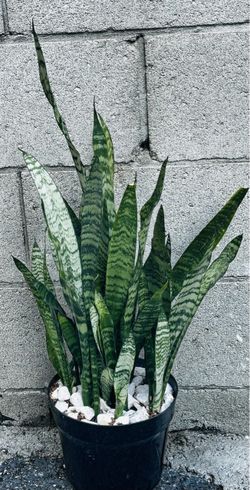 Snake Plant in Black Nursery Pot