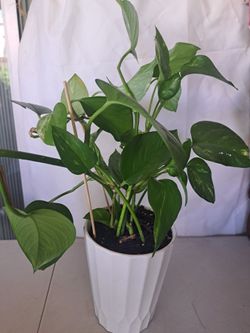 Photos, 🏠 plant