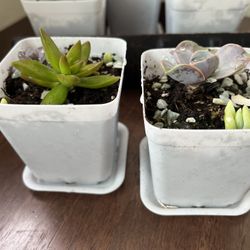 Healthy and adorable succulents in a white  pot  with excellent drainage. $3 each or 4 for $10